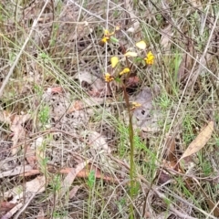 Diuris pardina at Gungahlin, ACT - 5 Oct 2023