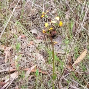 Diuris pardina at Gungahlin, ACT - 5 Oct 2023