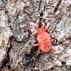 Trombidiidae (family) (Red velvet mite) at Gungahlin, ACT - 5 Oct 2023 by trevorpreston