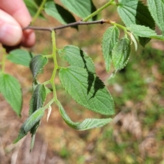 Celtis australis (Nettle Tree) at Gungahlin, ACT - 5 Oct 2023 by trevorpreston