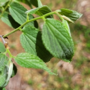 Celtis australis at Gungahlin, ACT - 5 Oct 2023