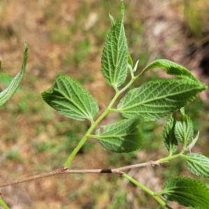 Celtis australis at Gungahlin, ACT - 5 Oct 2023 11:30 AM