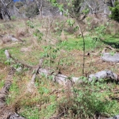 Celtis australis at Gungahlin, ACT - 5 Oct 2023 11:30 AM