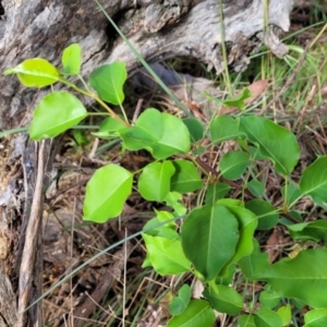 Pyrus ussuriensis at Gungahlin, ACT - 5 Oct 2023