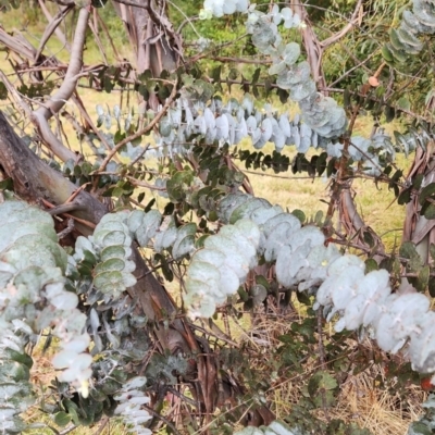 Eucalyptus pulverulenta (Silver-leaved mountain gum) at Curtin, ACT - 4 Oct 2023 by Steve818