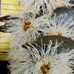 Eucalyptus pulverulenta at Curtin, ACT - 5 Oct 2023 10:15 AM