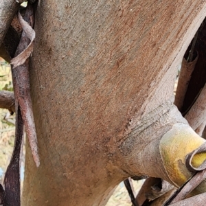 Eucalyptus pulverulenta at Curtin, ACT - 5 Oct 2023