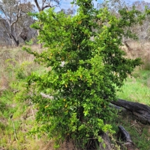 Pyracantha fortuneana at Kaleen, ACT - 5 Oct 2023