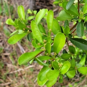 Pyracantha fortuneana at Kaleen, ACT - 5 Oct 2023