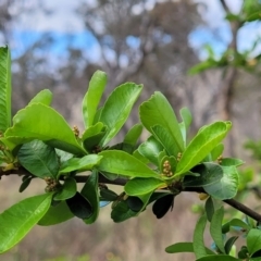 Pyracantha fortuneana at Kaleen, ACT - 5 Oct 2023