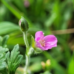 Geranium solanderi var. solanderi at Kaleen, ACT - 5 Oct 2023