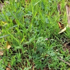 Geranium solanderi var. solanderi at Kaleen, ACT - 5 Oct 2023