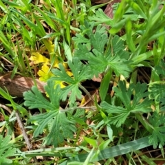 Geranium solanderi var. solanderi at Kaleen, ACT - 5 Oct 2023