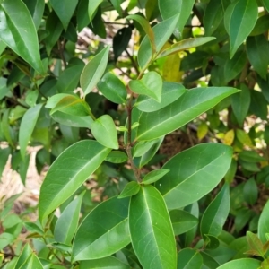 Ligustrum lucidum at Kaleen, ACT - 5 Oct 2023 11:26 AM