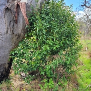 Ligustrum lucidum at Kaleen, ACT - 5 Oct 2023 11:26 AM