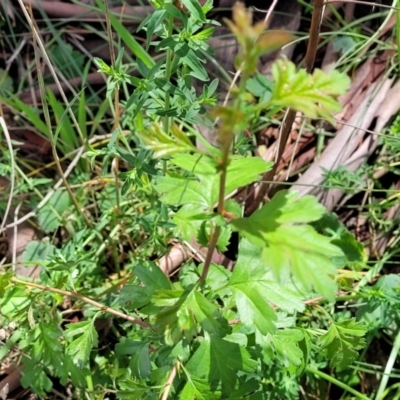 Crataegus monogyna (Hawthorn) at Kaleen, ACT - 5 Oct 2023 by trevorpreston