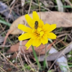 Microseris walteri (Yam Daisy, Murnong) at Kaleen, ACT - 5 Oct 2023 by trevorpreston