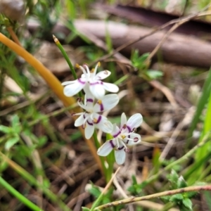 Wurmbea dioica subsp. dioica at Kaleen, ACT - 5 Oct 2023 11:22 AM