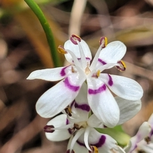 Wurmbea dioica subsp. dioica at Kaleen, ACT - 5 Oct 2023 11:22 AM