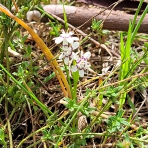 Wurmbea dioica subsp. dioica at Kaleen, ACT - 5 Oct 2023 11:22 AM