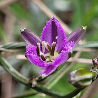 Thysanotus patersonii (Twining Fringe Lily) at Kaleen, ACT - 5 Oct 2023 by trevorpreston