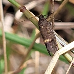 Leistomorpha brontoscopa (A concealer moth) at Kaleen, ACT - 5 Oct 2023 by trevorpreston