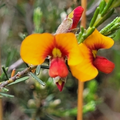 Dillwynia sericea (Egg And Bacon Peas) at Kaleen, ACT - 5 Oct 2023 by trevorpreston