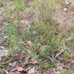 Dillwynia sericea at Kaleen, ACT - 5 Oct 2023 11:20 AM