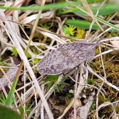 Goniaea australasiae (Gumleaf grasshopper) at Kaleen, ACT - 5 Oct 2023 by trevorpreston