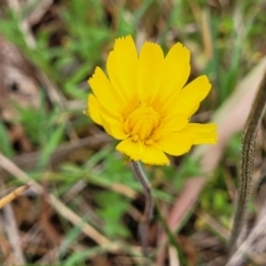 Microseris walteri (Yam Daisy, Murnong) at Kaleen, ACT - 5 Oct 2023 by trevorpreston