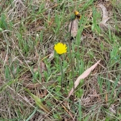 Microseris walteri at Kaleen, ACT - 5 Oct 2023