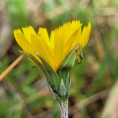 Microseris walteri at Kaleen, ACT - 5 Oct 2023