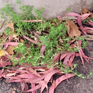 Paronychia brasiliana at Lyneham, ACT - 5 Oct 2023