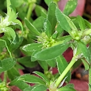 Paronychia brasiliana at Lyneham, ACT - 5 Oct 2023