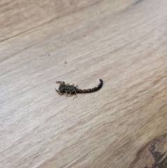 Unidentified Scorpion (Scorpionidae) at Wodonga, VIC - 5 Oct 2023 by WJG