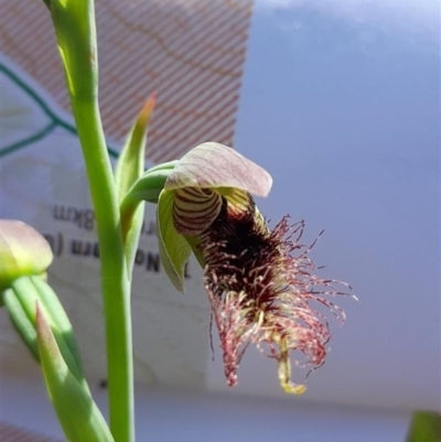 Calochilus robertsonii (Beard Orchid) at Glenroy, NSW - 5 Oct 2023 by AlburyCityEnviros