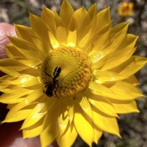 Xerochrysum viscosum at Aranda, ACT - 5 Oct 2023