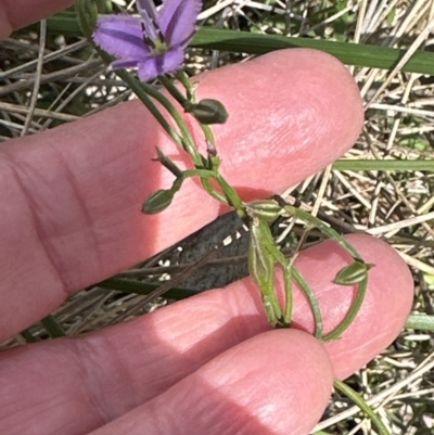 Thysanotus patersonii (Twining Fringe Lily) at Aranda, ACT - 5 Oct 2023 by lbradley