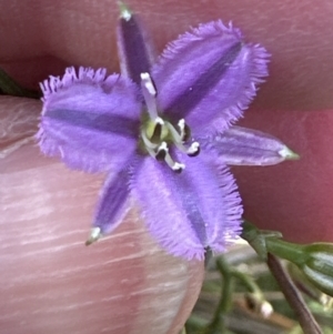 Thysanotus patersonii at Aranda, ACT - 5 Oct 2023 03:27 PM