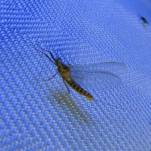 Ephemeroptera (order) at Braidwood, NSW - 3 Oct 2023 07:52 PM