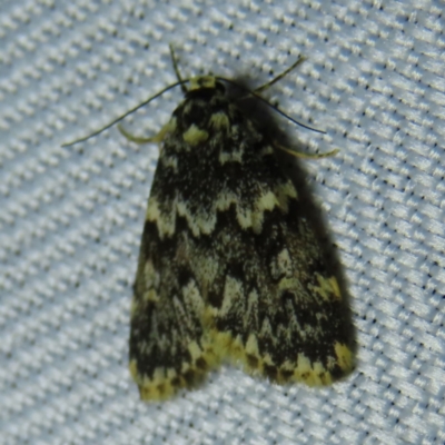 Halone sinuata (Rock Lichen Moth) at Braidwood, NSW - 3 Oct 2023 by MatthewFrawley