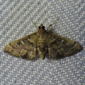 Nacoleia rhoeoalis at Braidwood, NSW - 3 Oct 2023