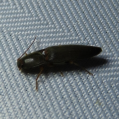 Elateridae sp. (family) at Braidwood, NSW - 3 Oct 2023