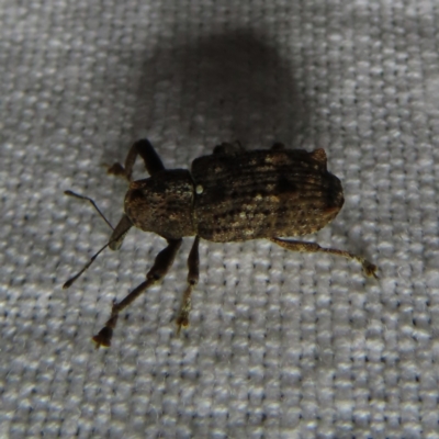 Orthorhinus klugii (Vine weevil) at Braidwood, NSW - 3 Oct 2023 by MatthewFrawley