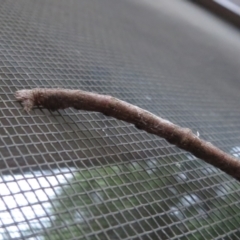 Geometridae (family) at Flynn, ACT - 4 Oct 2023 07:27 AM