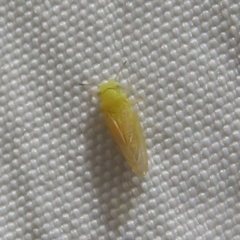 Psyllidae sp. (family) (Unidentified psyllid or lerp insect) at Holt, ACT - 5 Oct 2023 by Christine