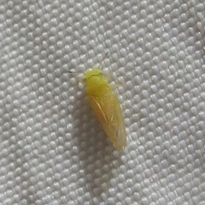 Psyllidae sp. (family) (Unidentified psyllid or lerp insect) at Holt, ACT - 5 Oct 2023 by Christine