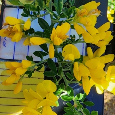 Genista monspessulana (Cape Broom, Montpellier Broom) at Deakin, ACT - 5 Oct 2023 by Steve818