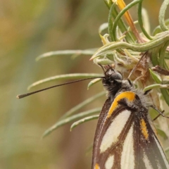 Belenois java (Caper White) at O'Connor, ACT - 5 Oct 2023 by ConBoekel