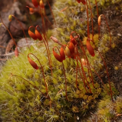 Unidentified Moss, Liverwort or Hornwort at O'Connor, ACT - 5 Oct 2023 by ConBoekel